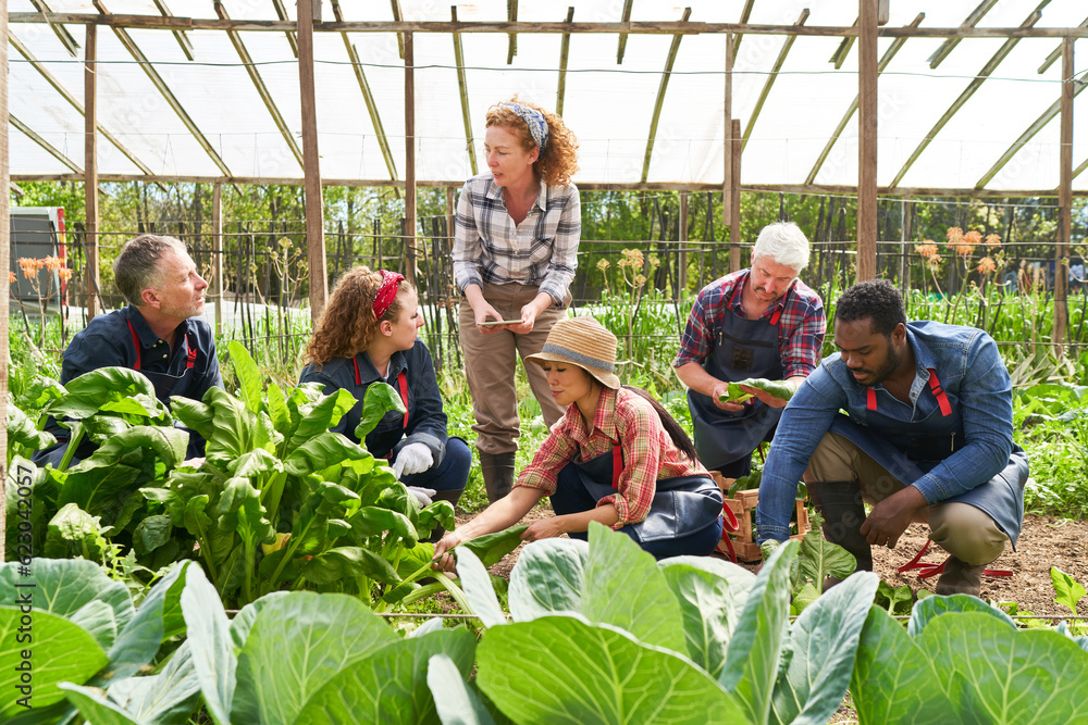 Team of multicultural farmers working in organic farm